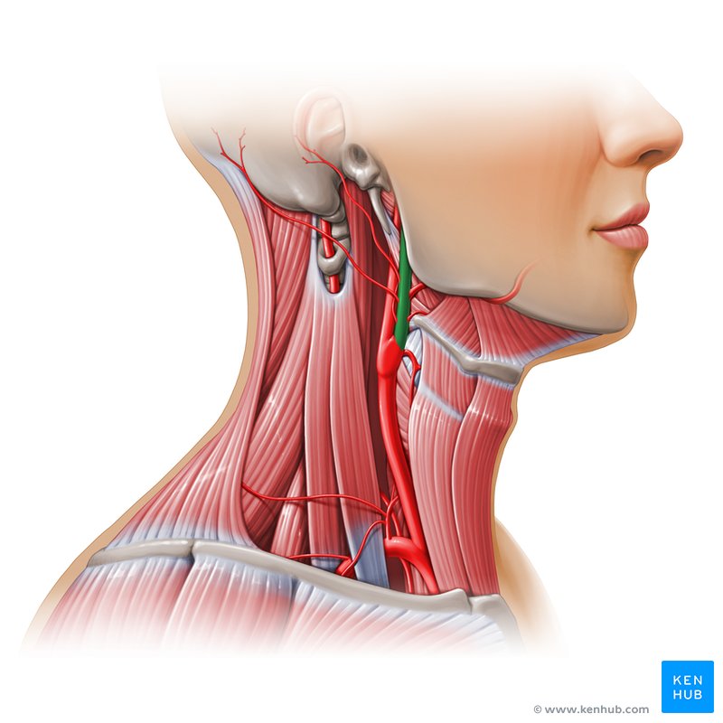 External carotid artery & branches - lateral-right view