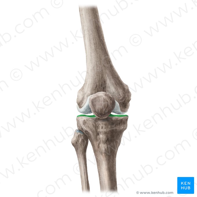 Tibial plateau (Planum tibiae); Image: Liene Znotina