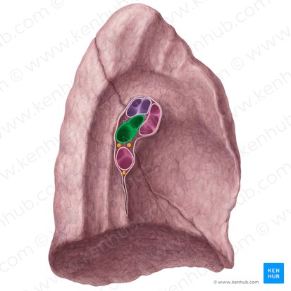 Lobar bronchi (Bronchi lobares); Image: Yousun Koh