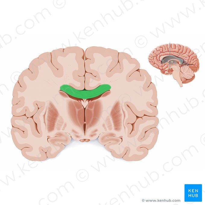 Body of corpus callosum (Truncus corporis callosi); Image: Paul Kim