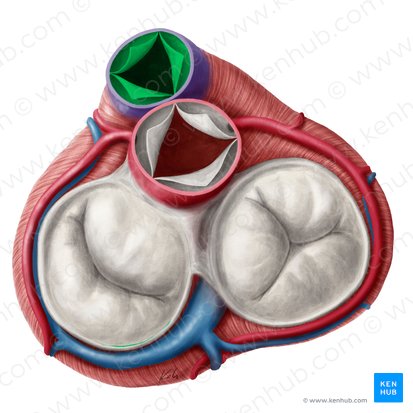 Valva trunci pulmonalis (Pulmonalklappe); Bild: Yousun Koh