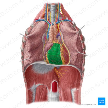 Right ventricle of heart (Ventriculus dexter cordis); Image: Yousun Koh