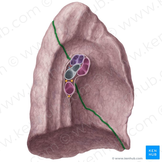 Fissura obliqua pulmonis sinistri (Schräge Spalte der linken Lunge); Bild: Yousun Koh