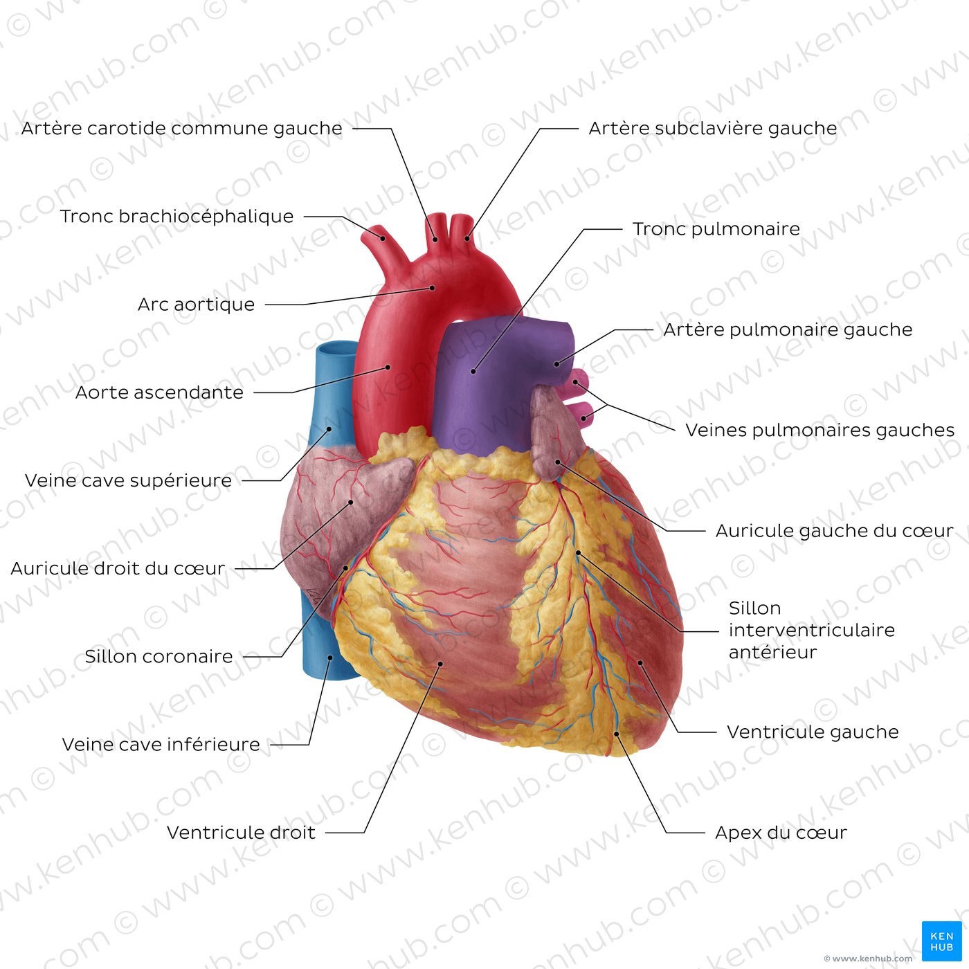Sternocostal surface of the heart (overview)