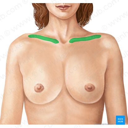 Clavicle (Clavicula); Image: Irina Münstermann