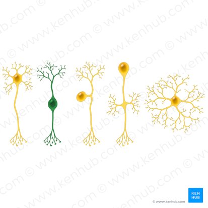 Neuron bipolare (Bipolare Nervenzelle); Bild: Paul Kim