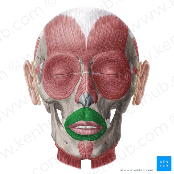 Orbicularis oris muscle (Musculus orbicularis oris); Image: Yousun Koh