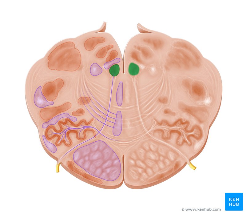 Hypoglossal nucleus - cross-sectional view