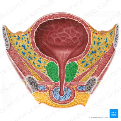 Prostate (Prostata); Image: Irina Münstermann