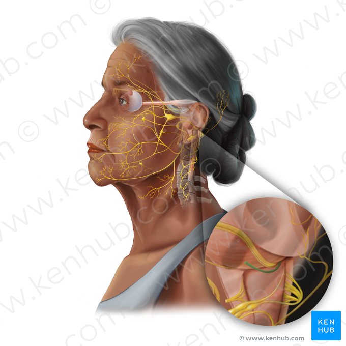 Vestibulocochlear nerve (Nervus vestibulocochlearis); Image: Tal Bavli Ziv