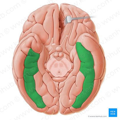 Gyrus occipitotemporalis lateralis (Seitliche Hinterhaupt-Schläfen-Windung); Bild: Paul Kim