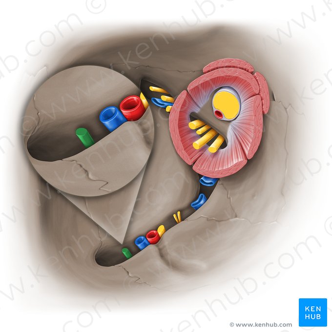 Zygomatic nerve (Nervus zygomaticus); Image: Paul Kim