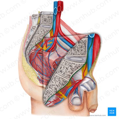 Median sacral artery (Arteria sacralis mediana); Image: Irina Münstermann