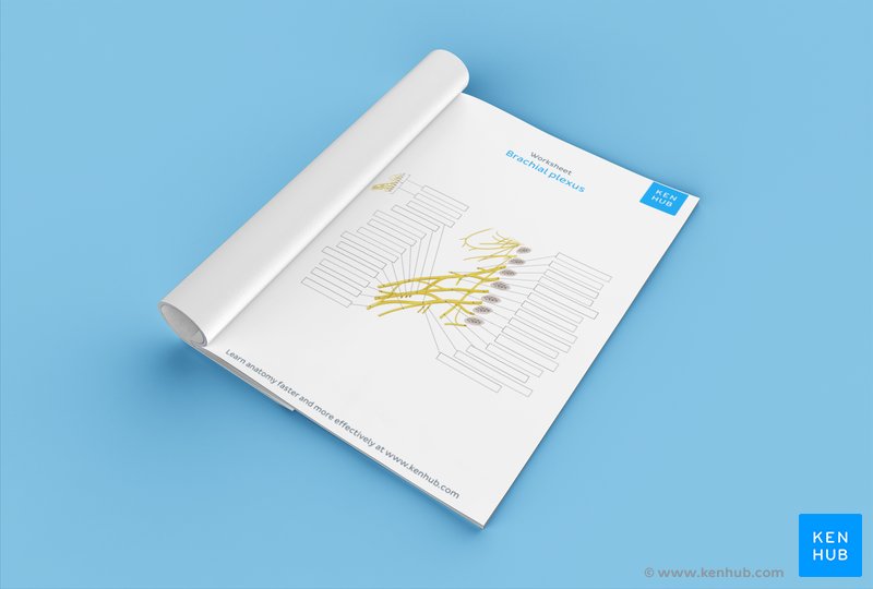 Brachial plexus PDF worksheet
