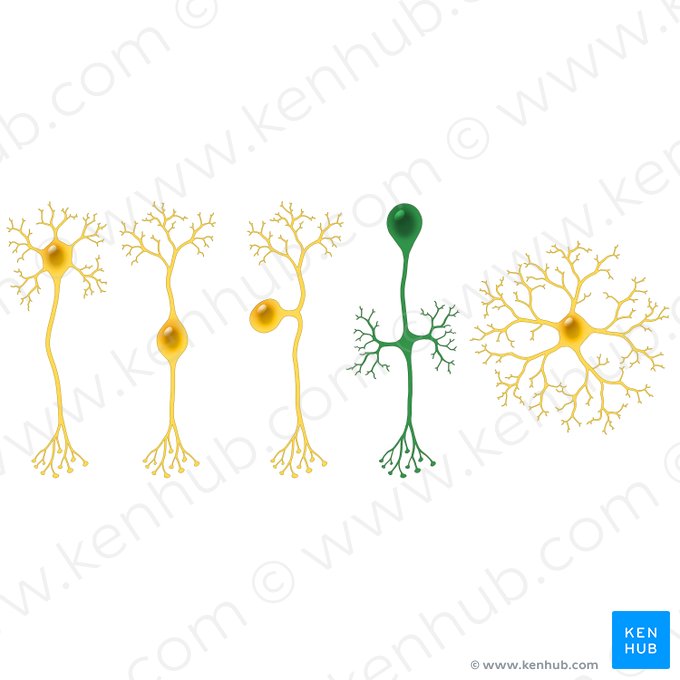 Neuron unipolare (Unipolare Nervenzelle); Bild: Paul Kim
