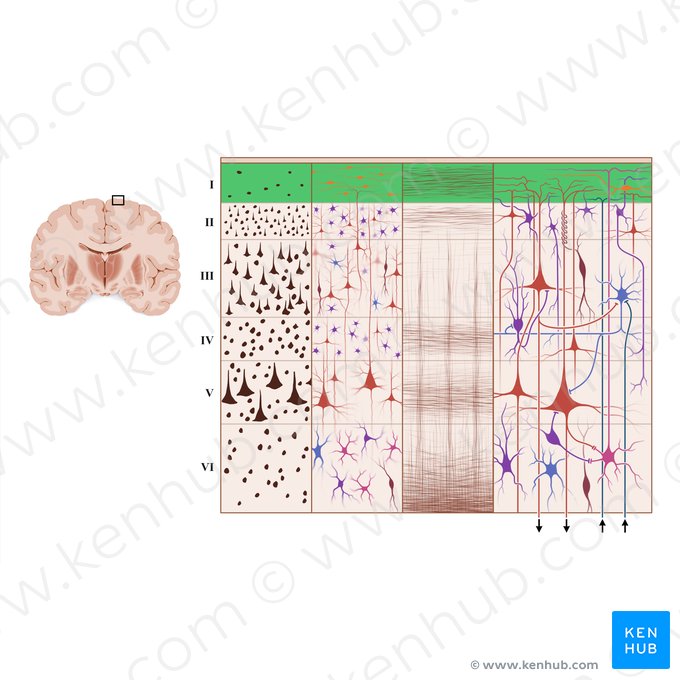 Molecular layer of cerebral cortex (Lamina molecularis); Image: Paul Kim