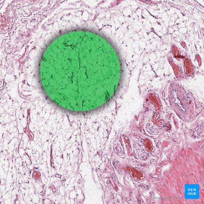 Adipose tissue (Textus adiposus); Image: 