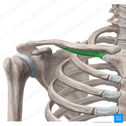 Subclavius muscle (Musculus subclavius); Image: Yousun Koh