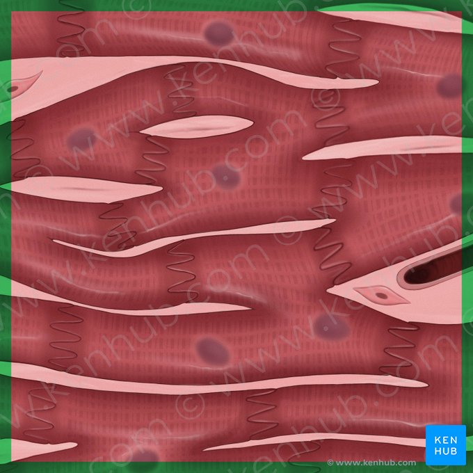 Textus muscularis cardiacus (Herzmuskel); Bild: Tal Bavli Ziv