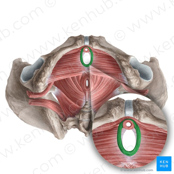 Sphincter urethrovaginalis (Musculus sphincter urethrovaginalis); Image: Liene Znotina