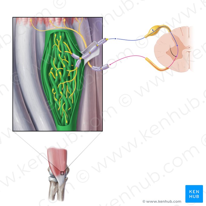 Órgano tendinoso de Golgi (Organum sensorium tendinis); Imagen: Paul Kim