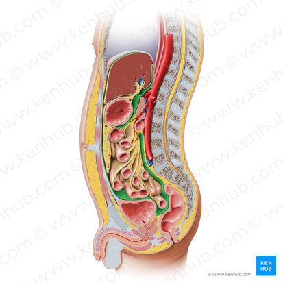 Peritônio parietal (Peritoneum parietale); Imagem: Paul Kim