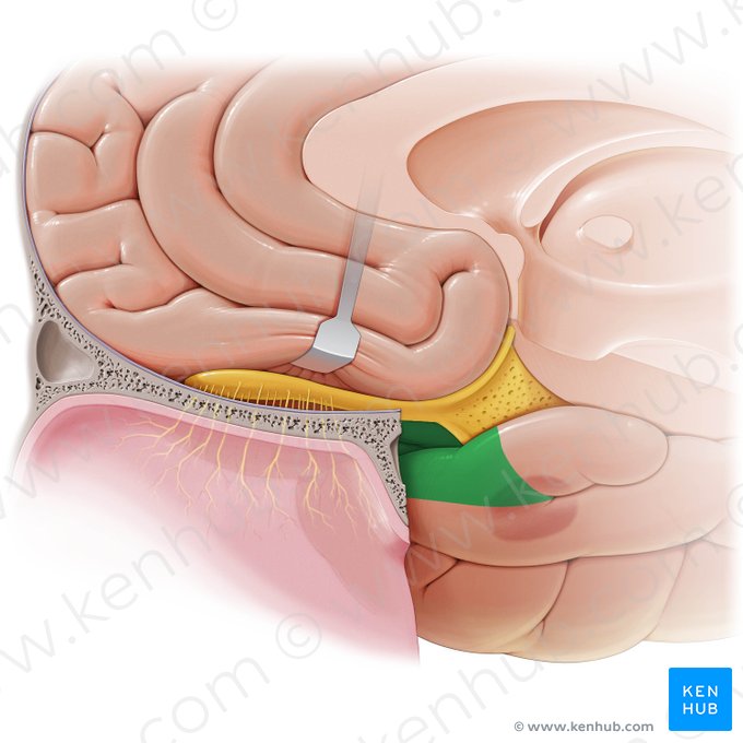 Piriform cortex (Cortex piriformis); Image: Paul Kim