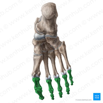 Phalanges pedis (Zehenglieder); Bild: Liene Znotina