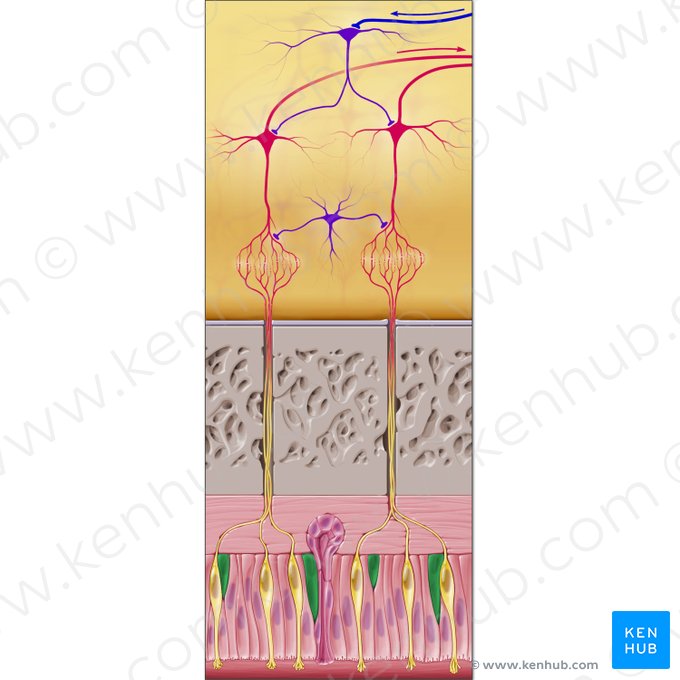Basal cells (Cellulae basales); Image: Paul Kim