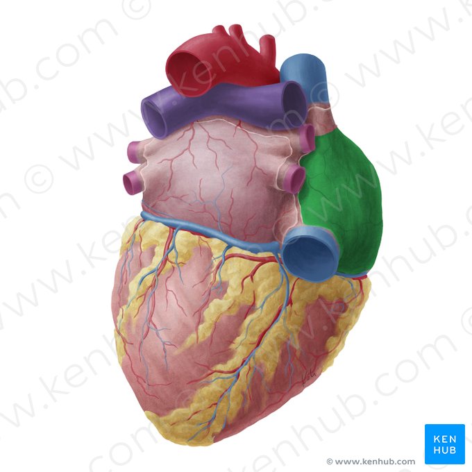 Right atrium of heart (Atrium dextrum cordis); Image: Yousun Koh