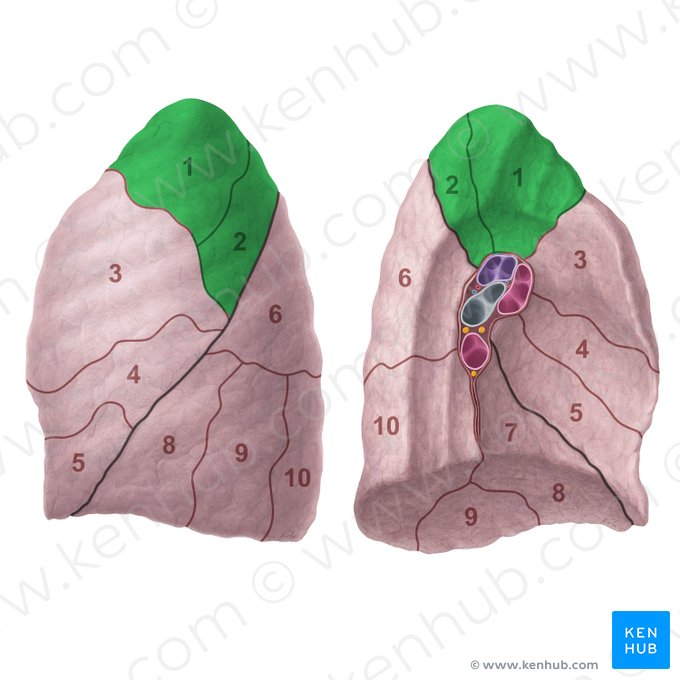 Apicoposterior segment of left lung (Segmentum apicoposterius pulmonis sinistri); Image: Paul Kim