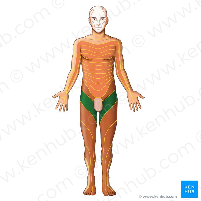 L2 dermatome (Dermatoma L2); Image: Irina Münstermann