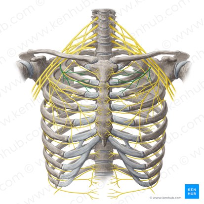 Nervus pectoralis medialis (Innerer Brustnerv); Bild: Yousun Koh