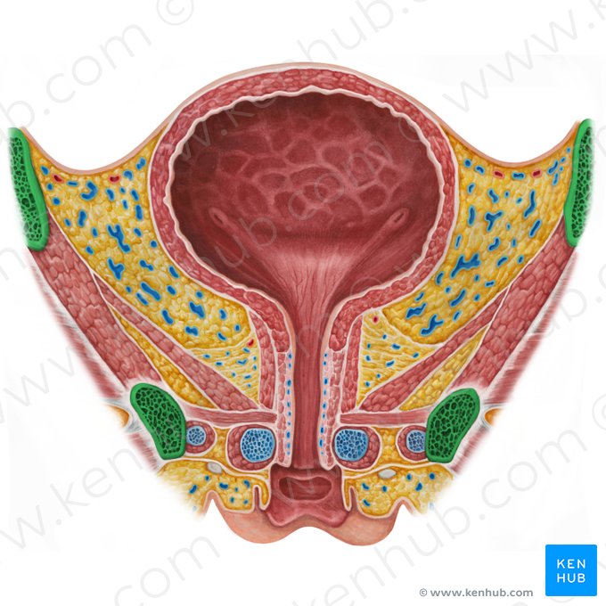 Hip bone (Os coxae); Image: Irina Münstermann