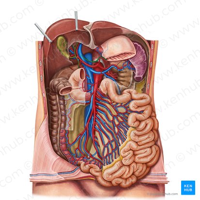 Left gastric vein (Vena gastrica sinistra); Image: Irina Münstermann