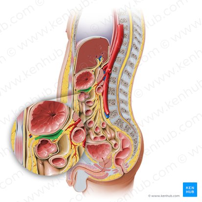 Inferior recess of omental bursa (Recessus inferior bursae omentalis); Image: Paul Kim