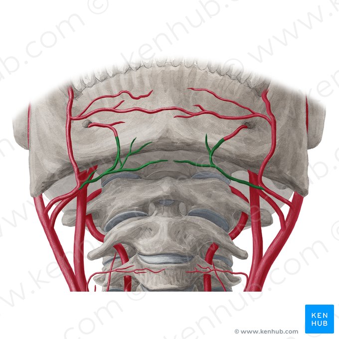 Submental artery (Arteria submentalis); Image: Yousun Koh