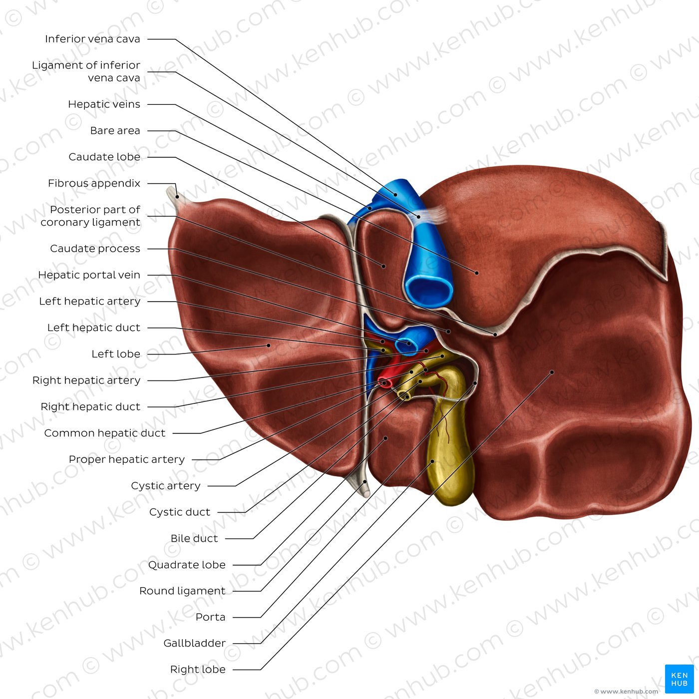 Inferior view of the liver