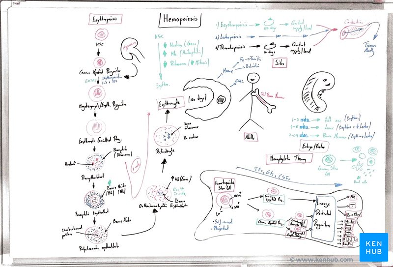 Medical notes