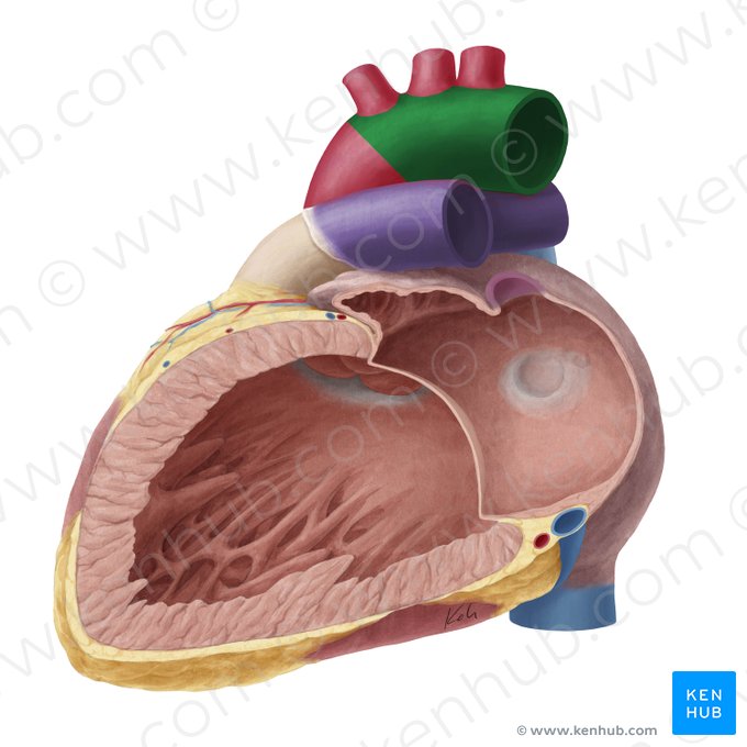 Aortic arch (Arcus aortae); Image: Yousun Koh