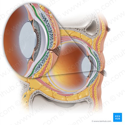 Palpebral conjunctiva (Tunica conjunctiva palpebrarum); Image: Paul Kim
