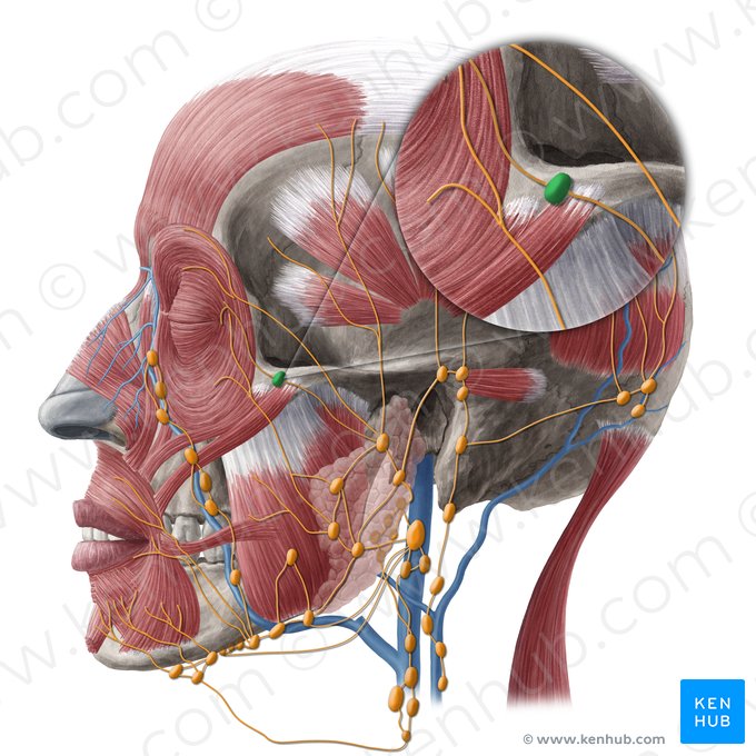 Malar lymph node (Nodus lymphoideus malaris); Image: Yousun Koh