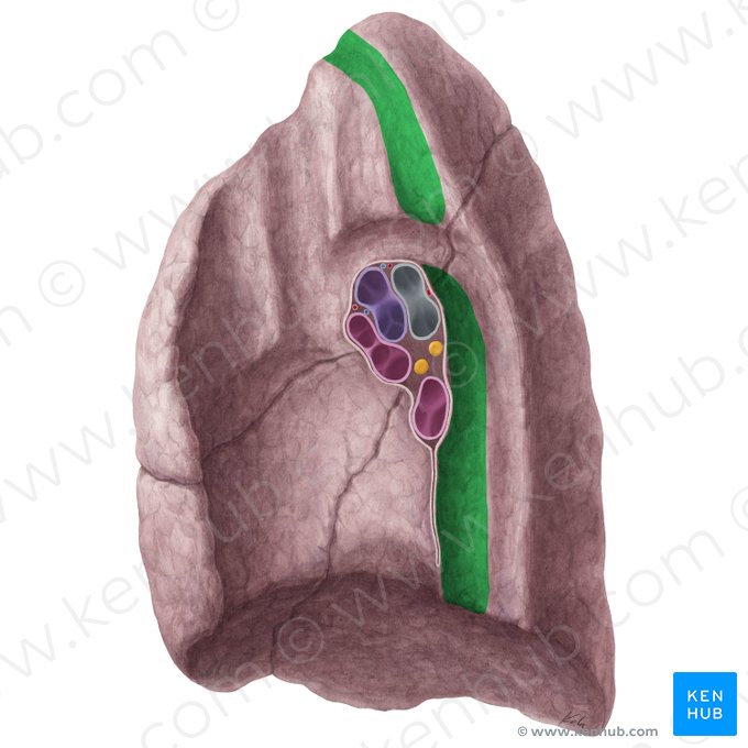 Impressio oesophagea pulmonis dextri (Speiseröhrenabdruck der rechten Lunge); Bild: Yousun Koh