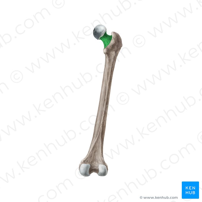 Neck of femur (Collum ossis femoris); Image: Liene Znotina