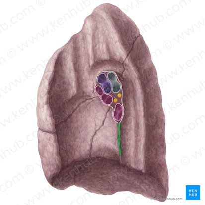 Right pulmonary ligament (Ligamentum pulmonale dextrum); Image: Yousun Koh