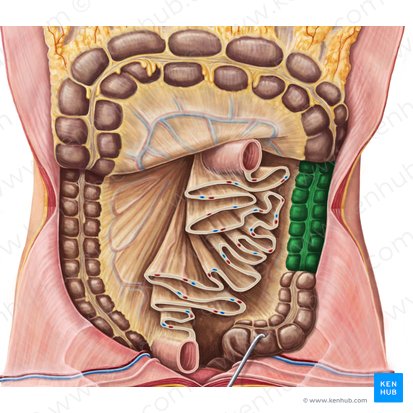 Descending colon (Colon descendens); Image: Irina Münstermann