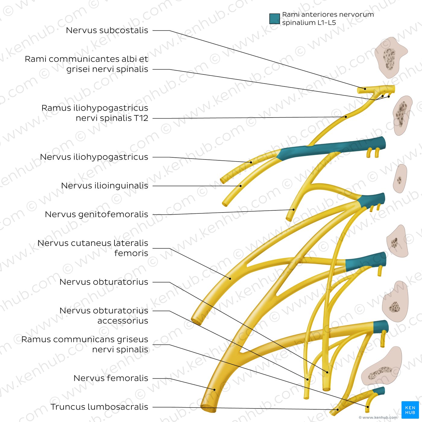 Plexus lumbalis