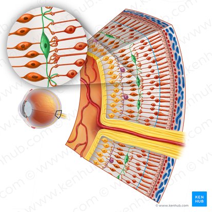 Horizontal neuron of retina (Neuron horizontale retinae); Image: Irina Münstermann