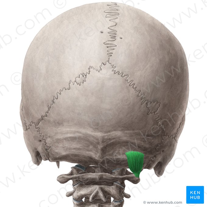 Obliquus capitis superior muscle (Musculus obliquus capitis superior); Image: Yousun Koh