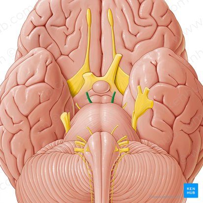 Oculomotor nerve (Nervus oculomotorius); Image: Paul Kim